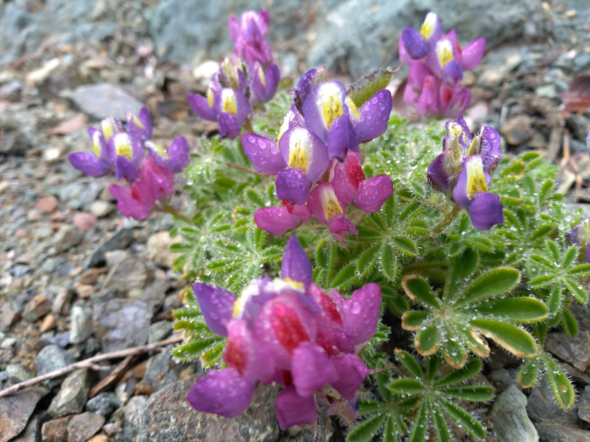 Lupinus sparsiflorus ssp. pondii