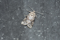 Fishia illocata