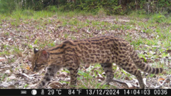 Southern Tigrina photo 1
