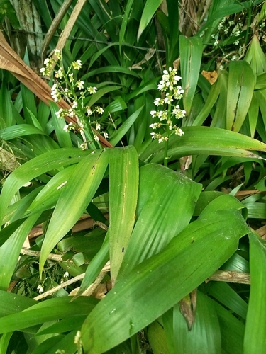 Angel hands (Xiphidium caeruleum)