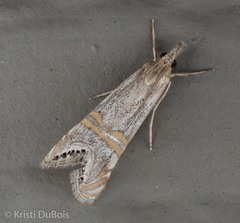 Euchromius californicalis