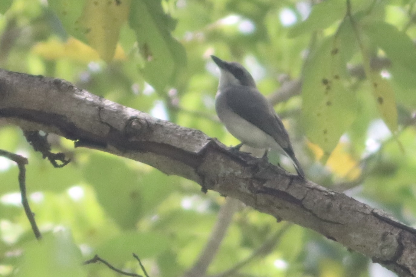 Sri Lanka Woodshrike (Tephrodornis affinis), photo 9