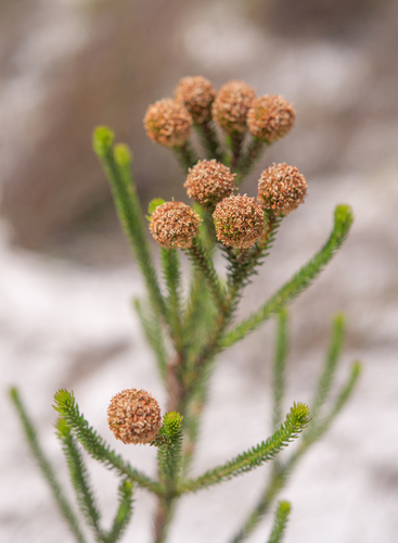Berzelia ecklonii (Berzelia ecklonii)