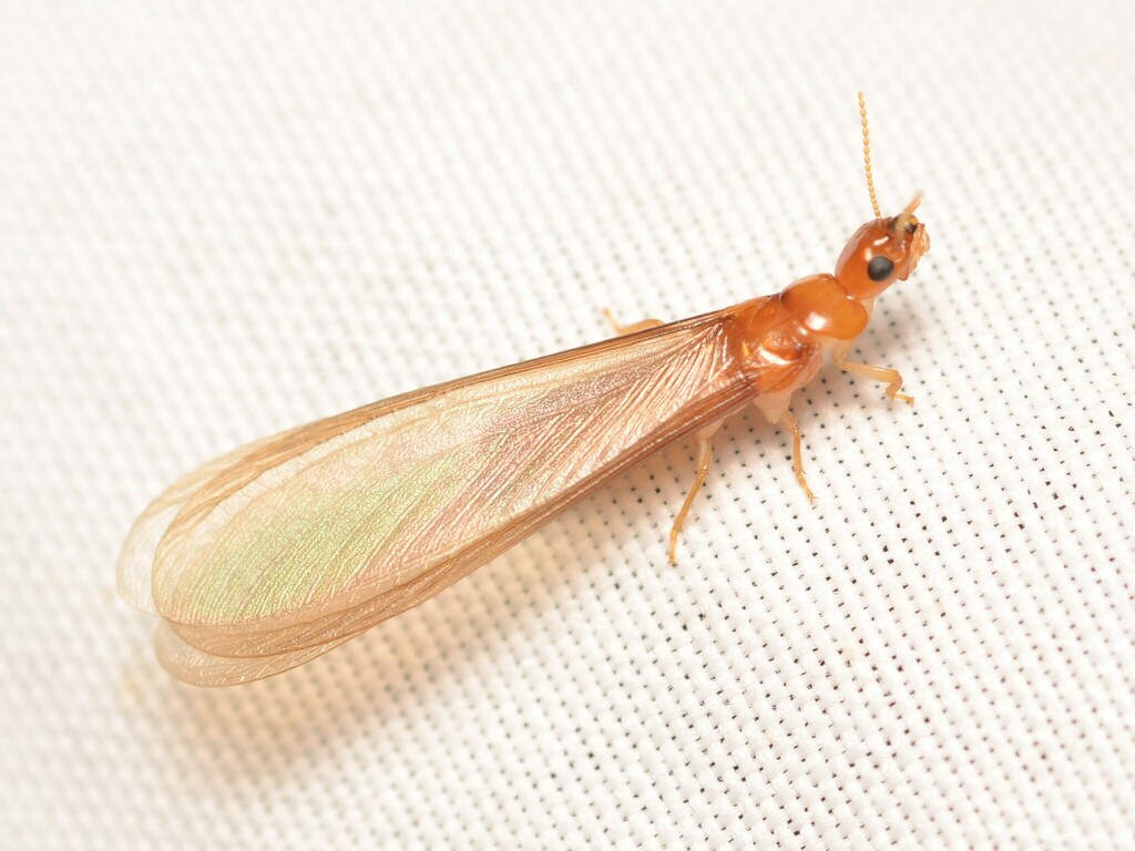 Bifiditermes durbanensis