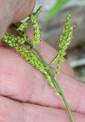 Urochloa reptans