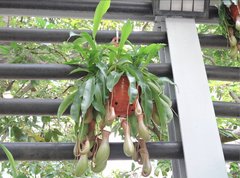 Nepenthes alata × ventricosa