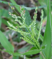 Urochloa reptans