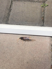 Urocerus flavicornis