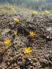 Crocus olivieri, photograph (c) Pantazi Katerina, some rights reserved (CC BY)