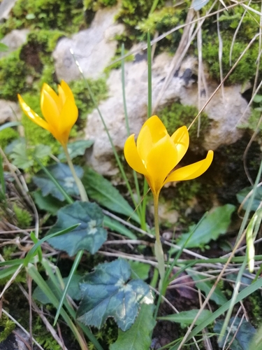 Image of Crocus olivieri by (c) Pantazi Katerina, some rights reserved (CC BY)