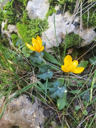 Image of Crocus olivieri by (c) Pantazi Katerina, some rights reserved (CC BY)