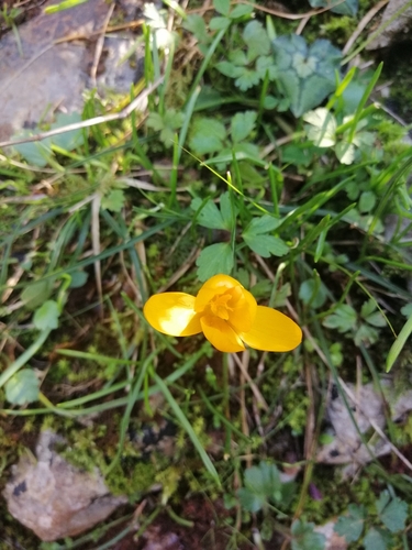 Image of Crocus olivieri by (c) Pantazi Katerina, some rights reserved (CC BY)