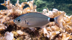 Saddled Seabream photo 2