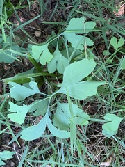 Ginkgo biloba