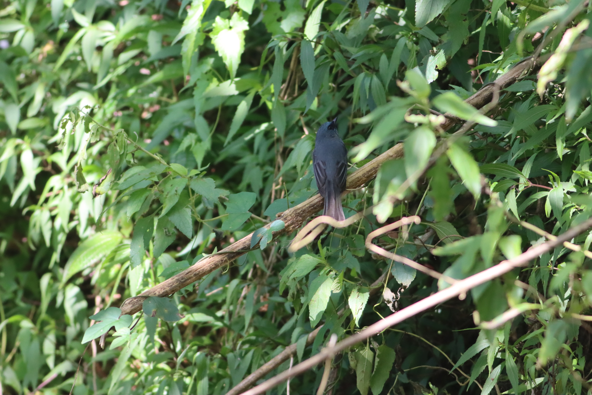 Dull-blue Flycatcher (Eumyias sordidus), photo 8