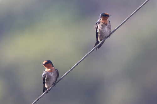 Hill Swallow (Hirundo domicola), photo 2