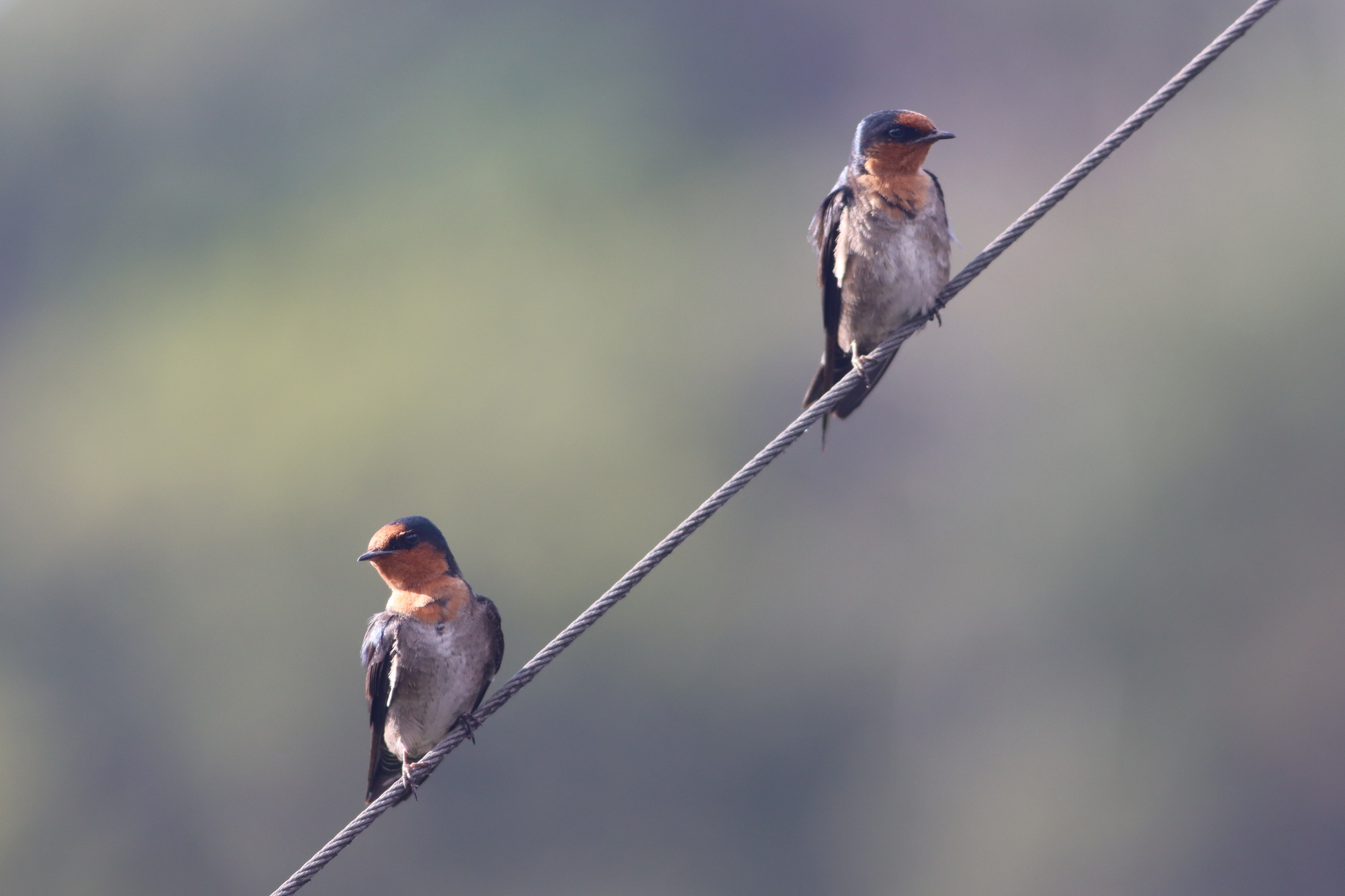 Hill Swallow (Hirundo domicola), photo 2