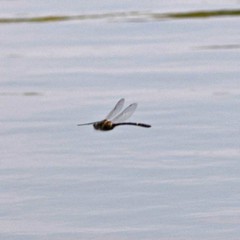Macromia