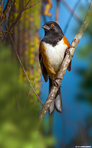 Large-billed Spotted Towhee
