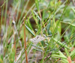 Eufidonia discospilata