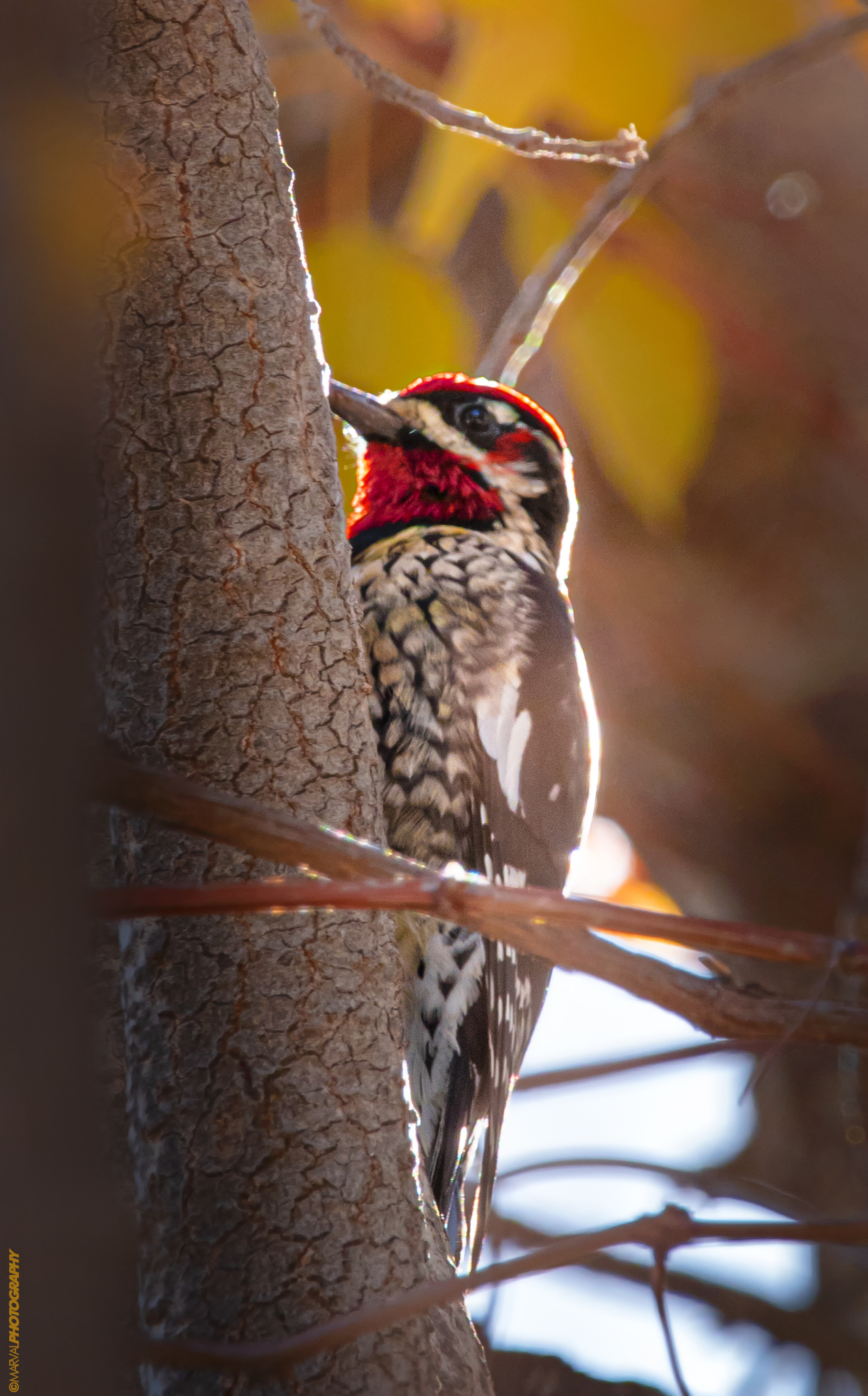 Red-naped Sapsucker illustration
