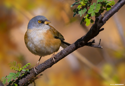 Baird's Junco (Junco bairdi), photo 4