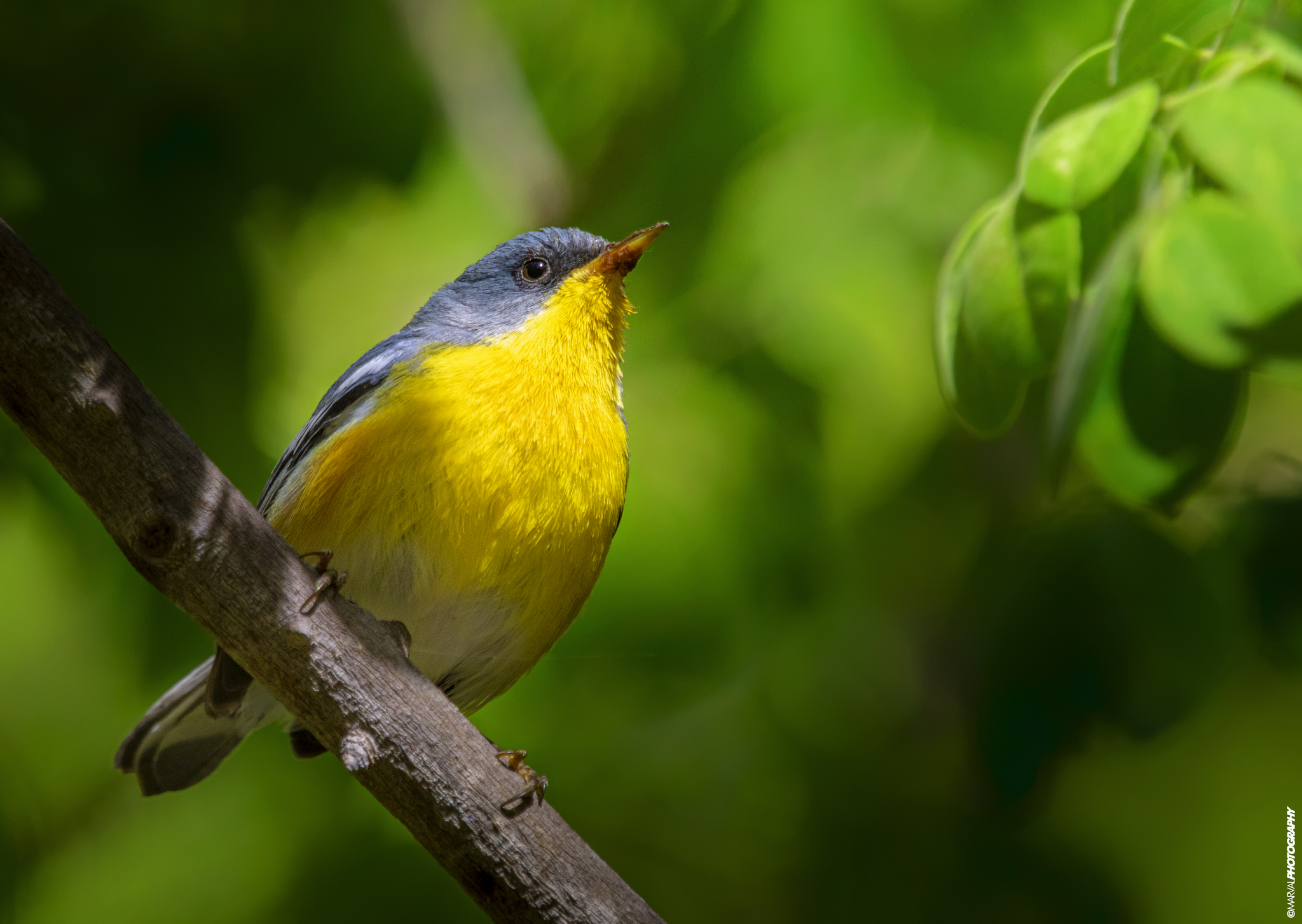 Tropical Parula illustration