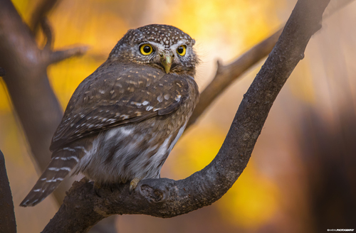 Northern Pygmy-Owl (Glaucidium gnoma), a species recorded in Utah