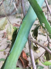 Selenicereus setaceus