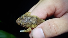 Limnonectes deinodon