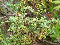 Juniperus communis charlottensis