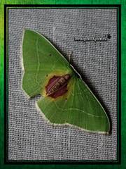 Nemoria astraea