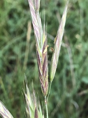 Bromus marginatus