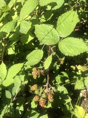 Candicantes