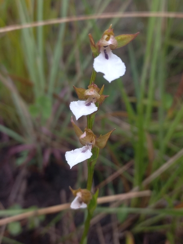 Image of Neobolusia tysonii by (c) Brian du Preez, some rights reserved (CC BY-SA)