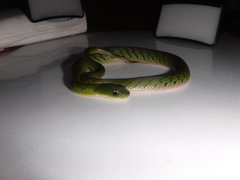 Erythrolamprus typhlus