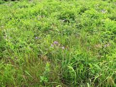 Geranium platyanthum