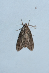 Sphinx canadensis