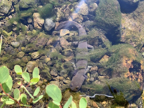 Cope's Giant Salamander