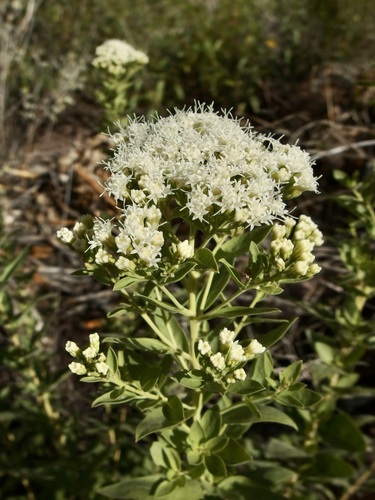 Ageratina thyrsiflora
