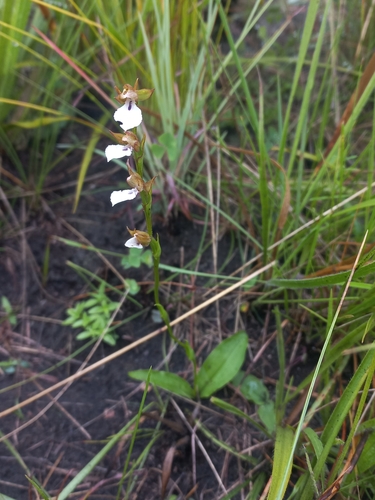 Image of Neobolusia tysonii by (c) Brian du Preez, some rights reserved (CC BY-SA)