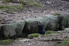 Corvus macrorhynchos