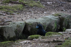Corvus macrorhynchos