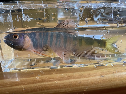 Opsariichthys macrolepis