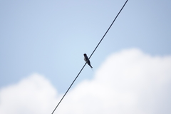 Hirundo rustica