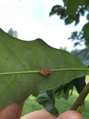 Andricus nigricens