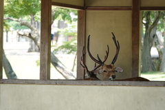 Cervus nippon centralis