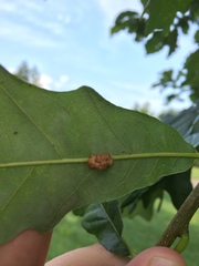 Andricus nigricens