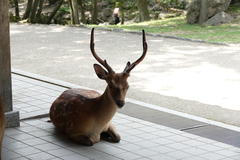 Cervus nippon centralis
