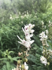 Corydalis caseana brachycarpa
